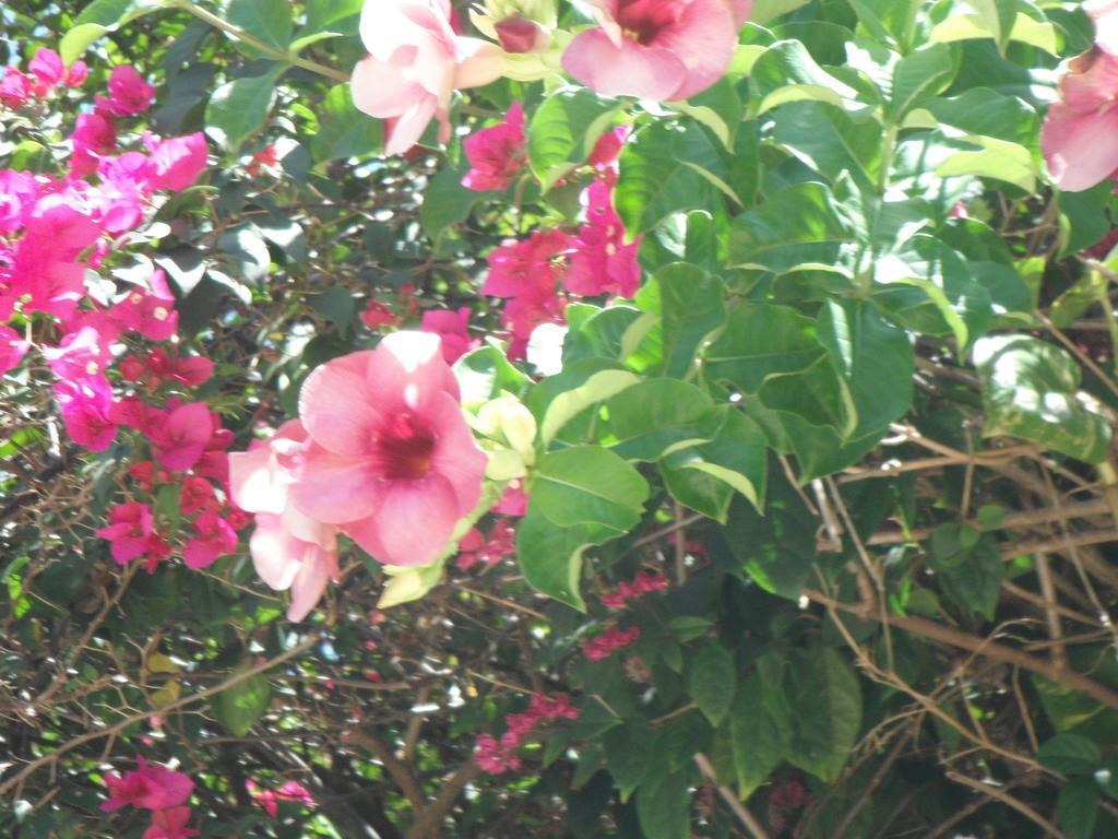 Classique International In Dominica Marigot Quarto foto